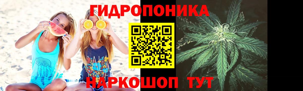 Канабис гибрид Нововоронеж